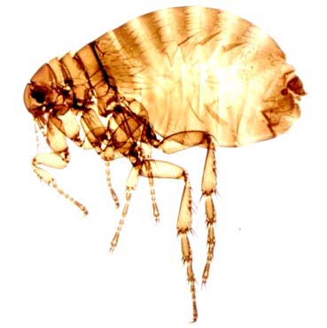 Dedetização de Pulgas Dedetização de Pulgas